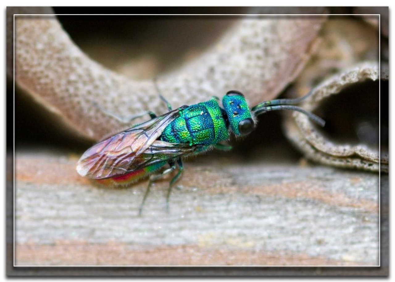 Animals in NatureSpots App spotted by Danny VG on 18.08.2016