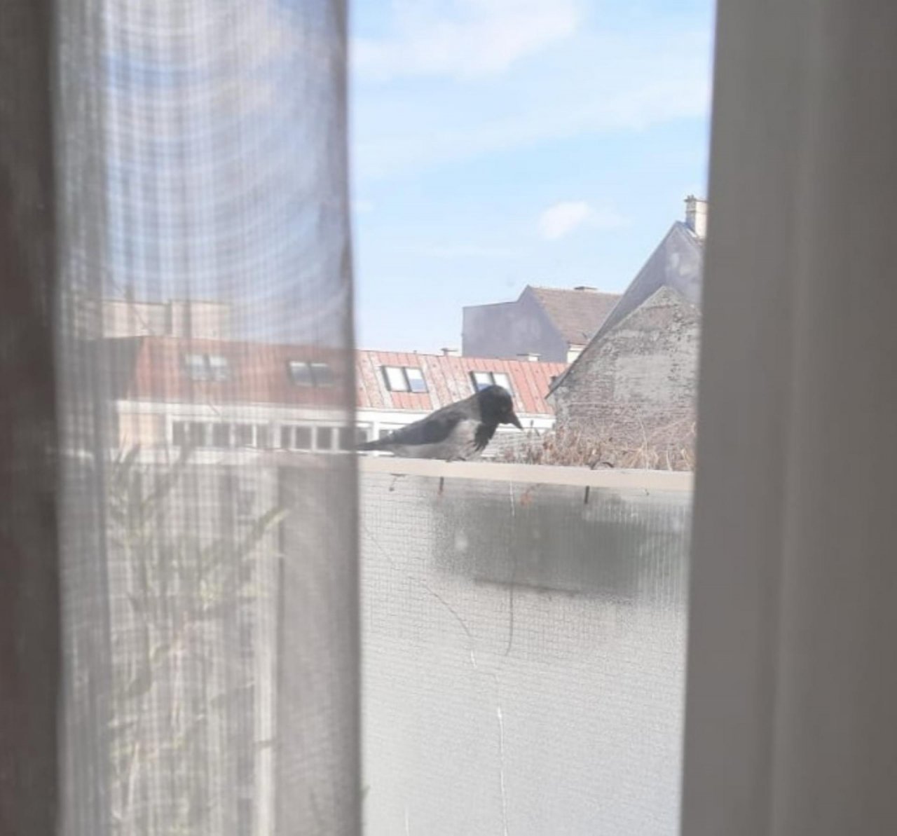 Hybrid (Carrion / Hooded) in KraMobil App spotted by Aquaman on 26.01.2021