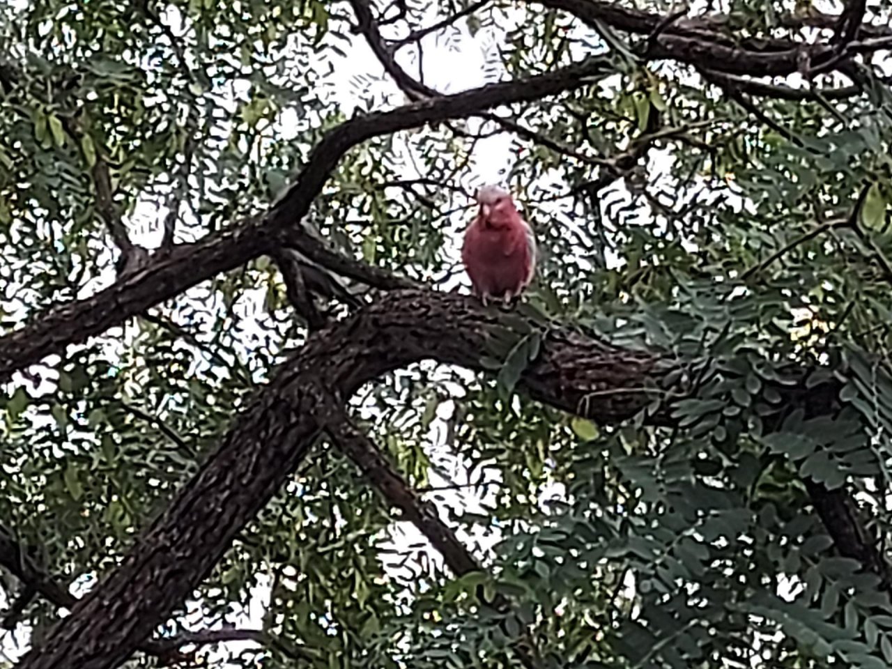 Other bird in Big City Birds App spotted by Feather on 02.02.2021