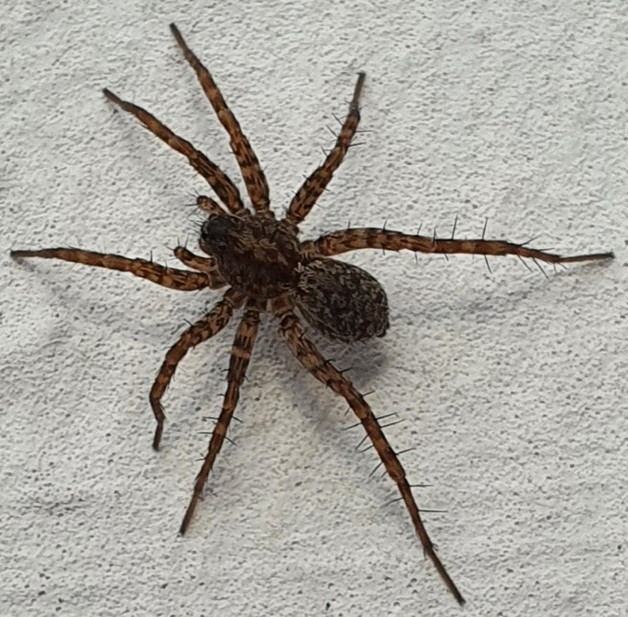 Normal size in SpiderSpotter App spotted by Paul Vernelen on 16.10.2020