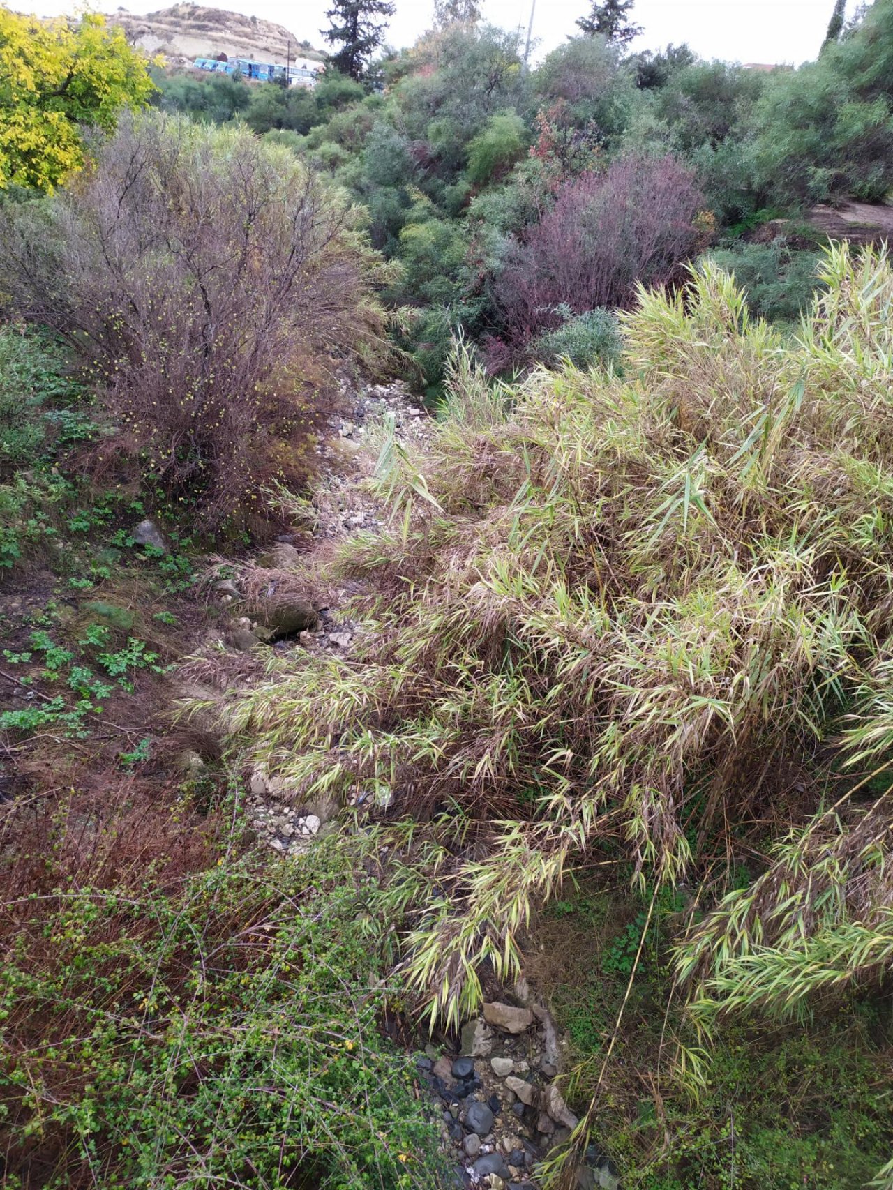 temporary stream in CrowdWater App spotted by Iakovos Tziortzis on 15.12.2020