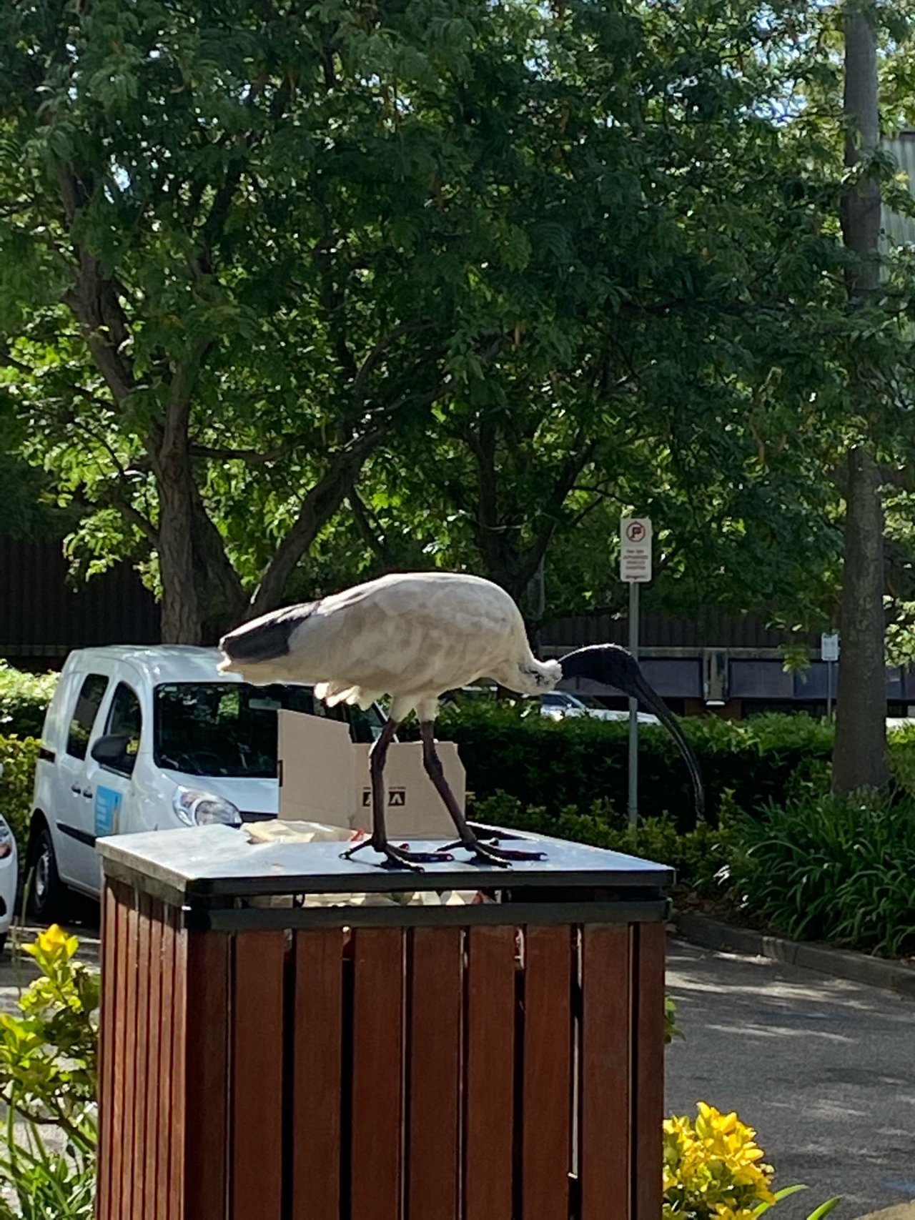 White Ibis in Big City Birds App spotted by NuStew on 13.01.2021