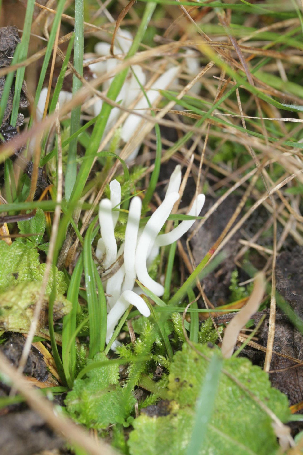 anderer Keulen- / Korallenpilz in Pilzfinder App spotted by Helmling on 08.11.2020