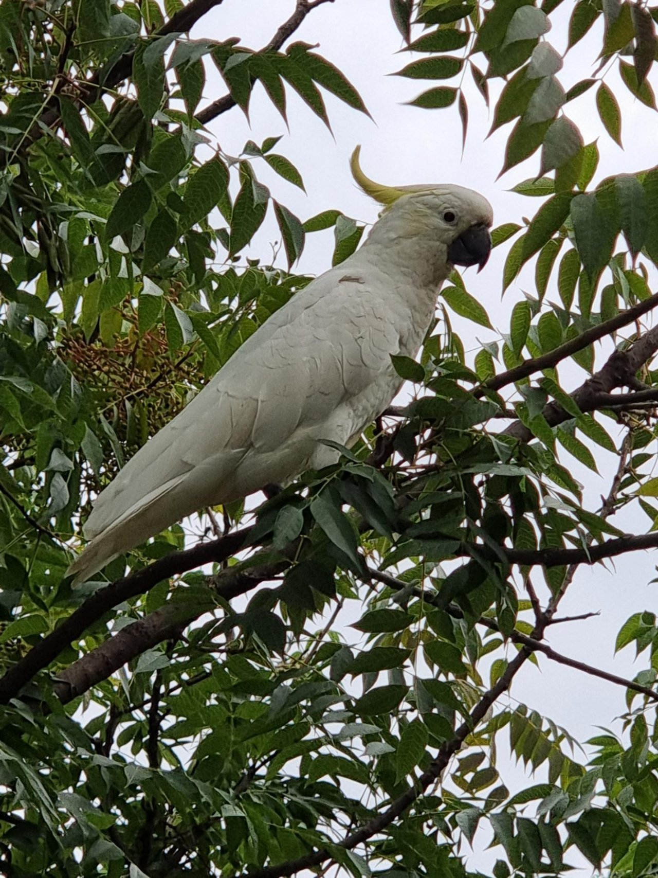 Sulphur-crested Cockatoo in Big City Birds App spotted by Melissa McEwen on 05.02.2021