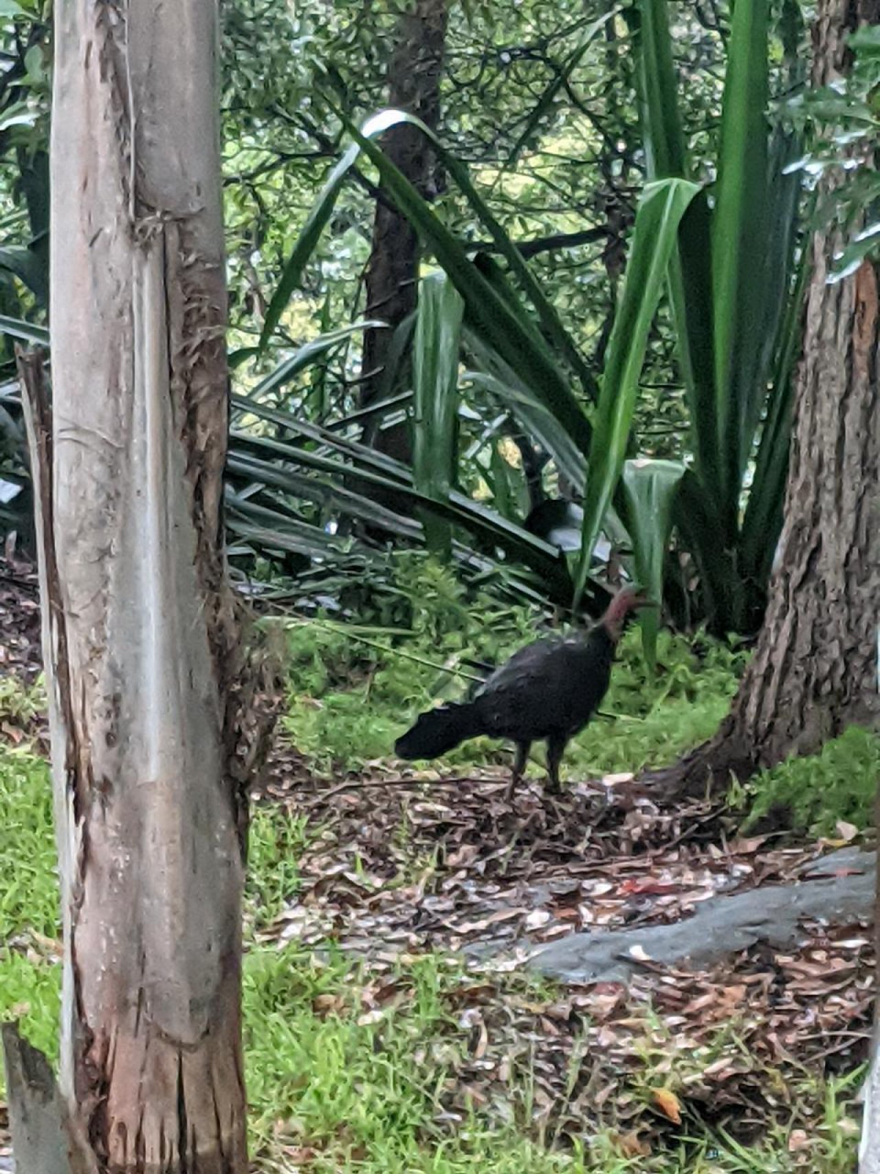 birds in BrushTurkeys App spotted by Martin Johnston on 03.01.2021