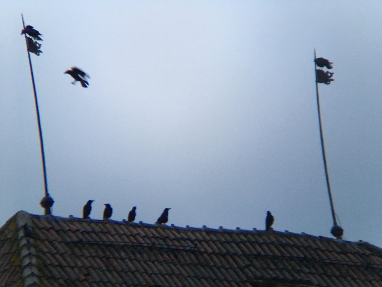 Abendversammung auf den höchsten Bäumen und Gebäuden. Einzelne Krähen fliegen abwechselnd zu 