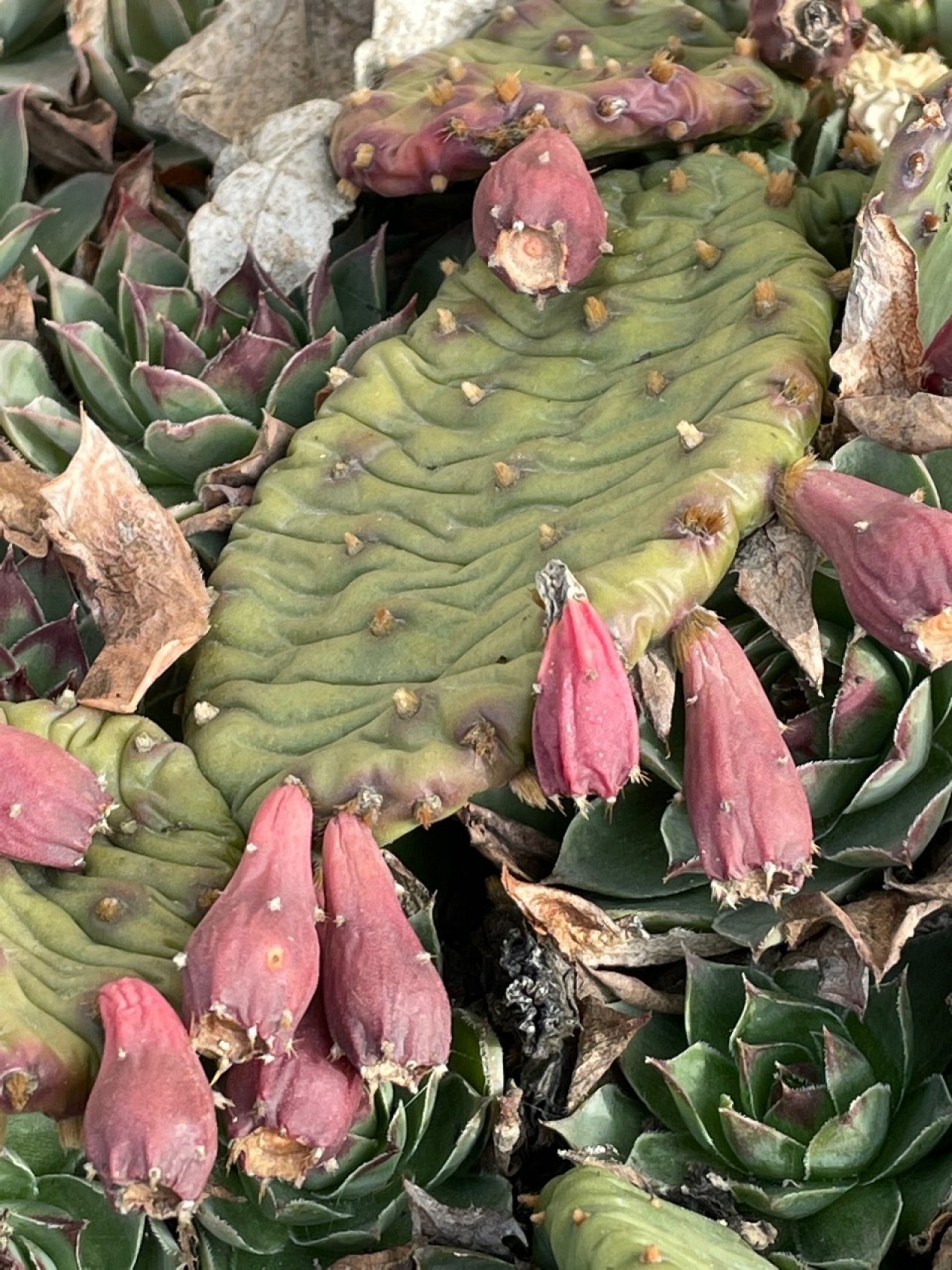 Eine andere krautige Art in Naturkalender App spotted by Franz on 11.01.2021