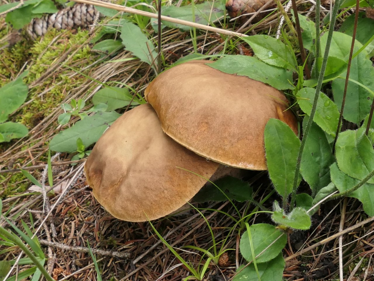 Sommersteinpilz in Pilzfinder App spotted by Valerian Scherer on 25.12.2020