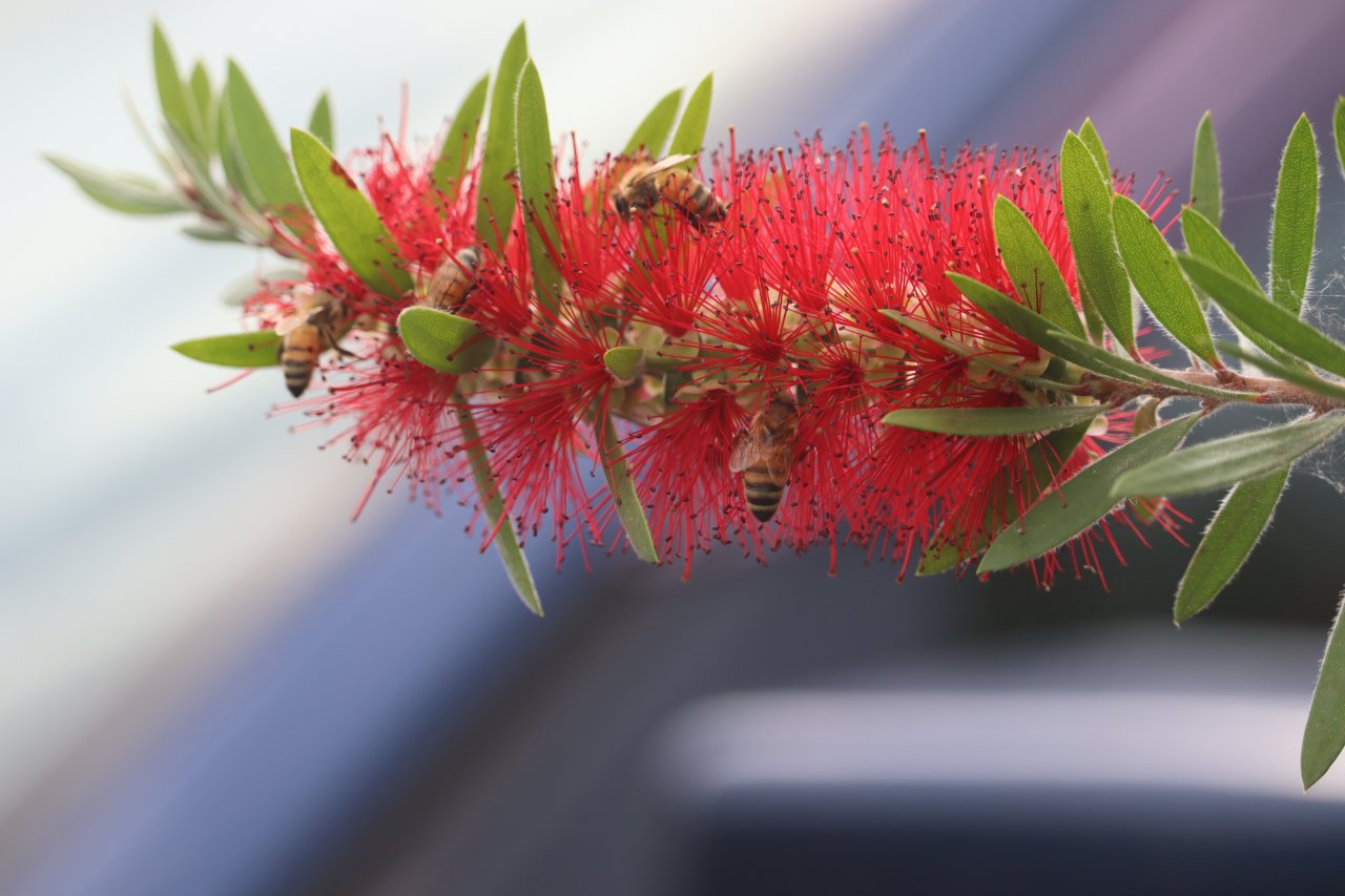 Bottlebrush