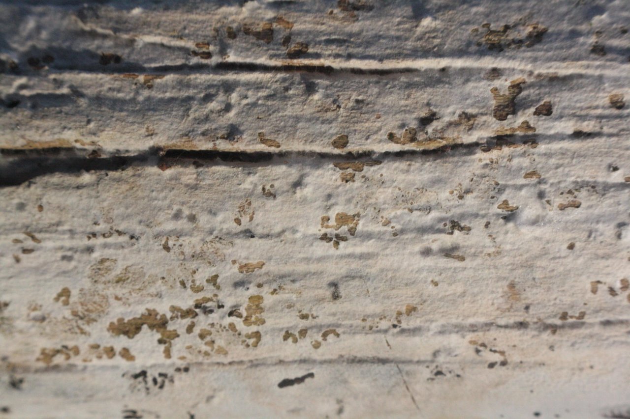 anderer Schichtpilz in Pilzfinder App spotted by Treitner on 02.01.2021