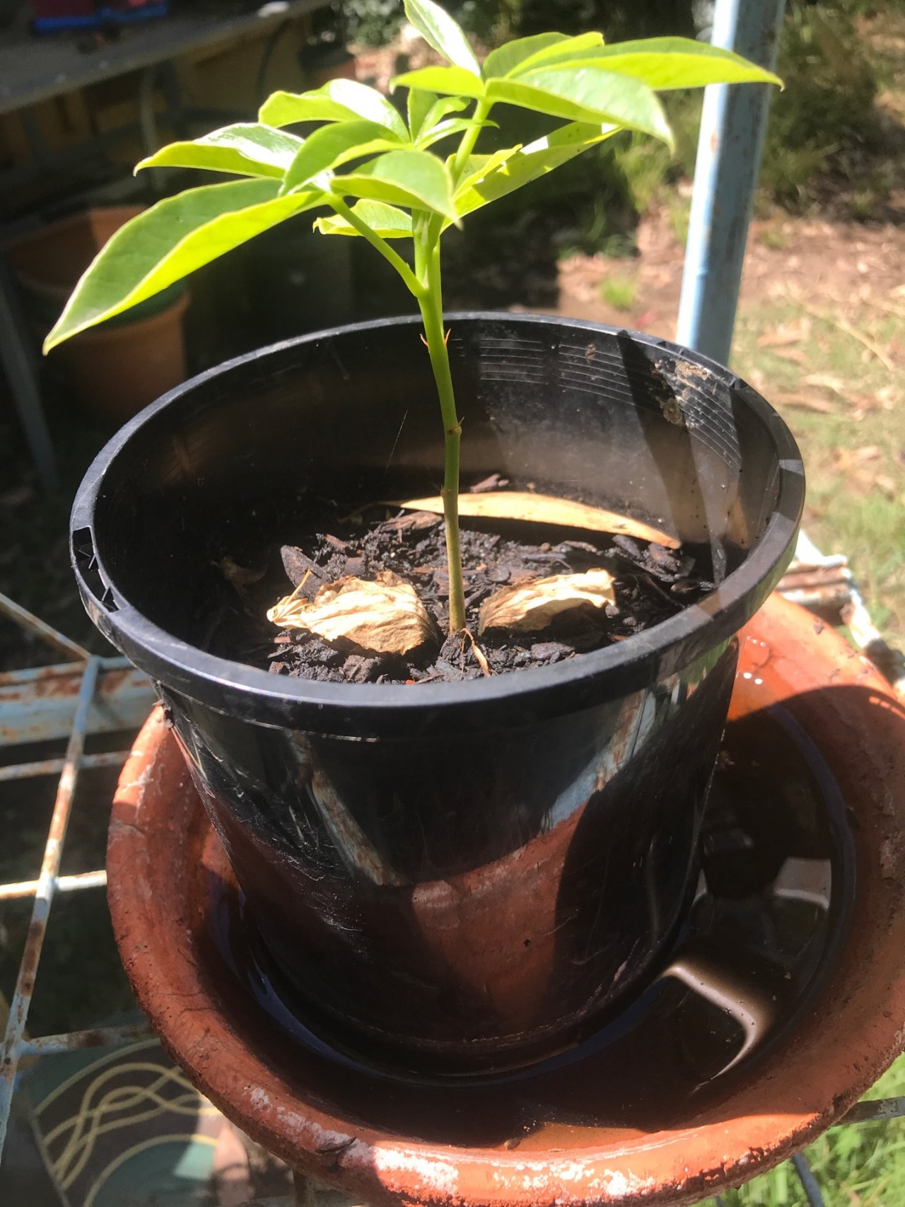 Other plant in ClimateWatch App spotted by Deborah Killmister on 13.02.2021