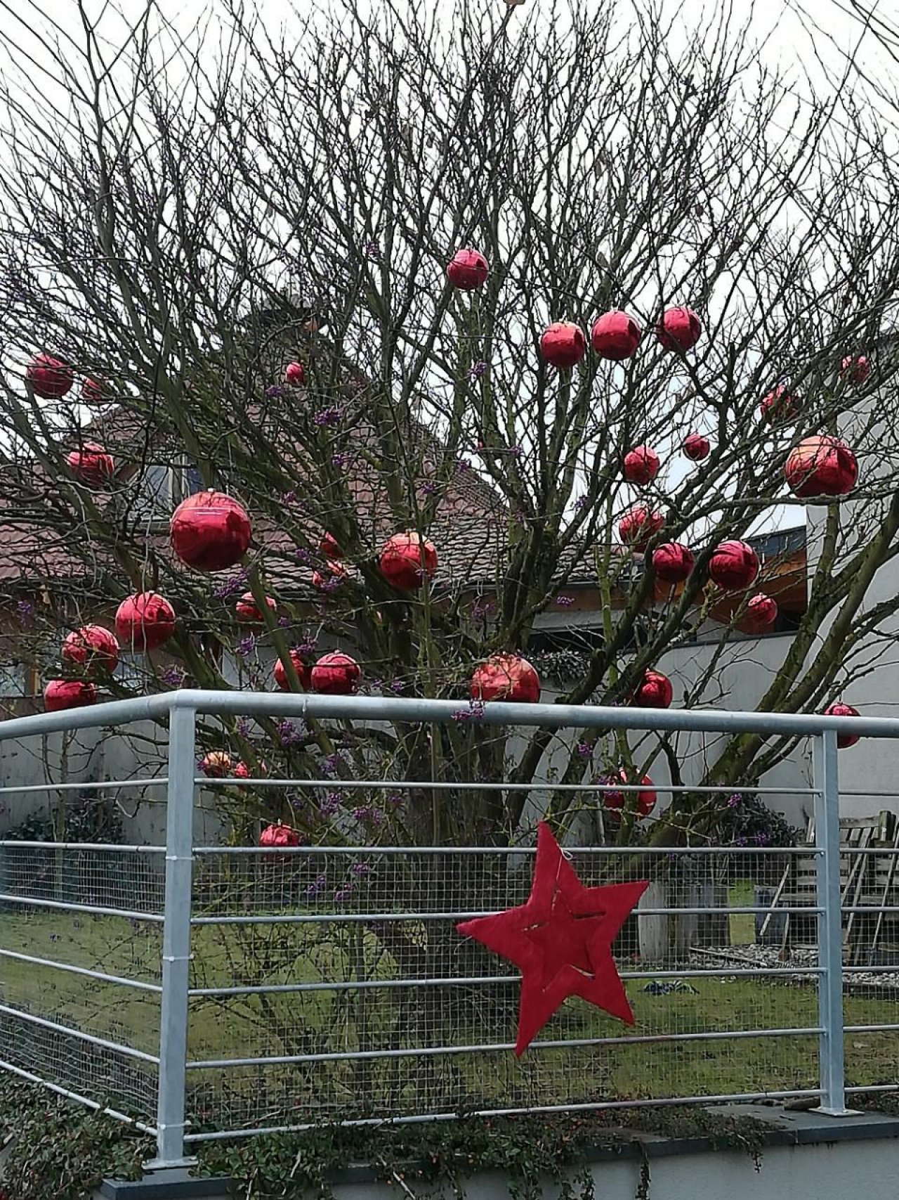 Eine andere Baumart in Naturkalender App spotted by Elisabeth Haselberger on 14.12.2020