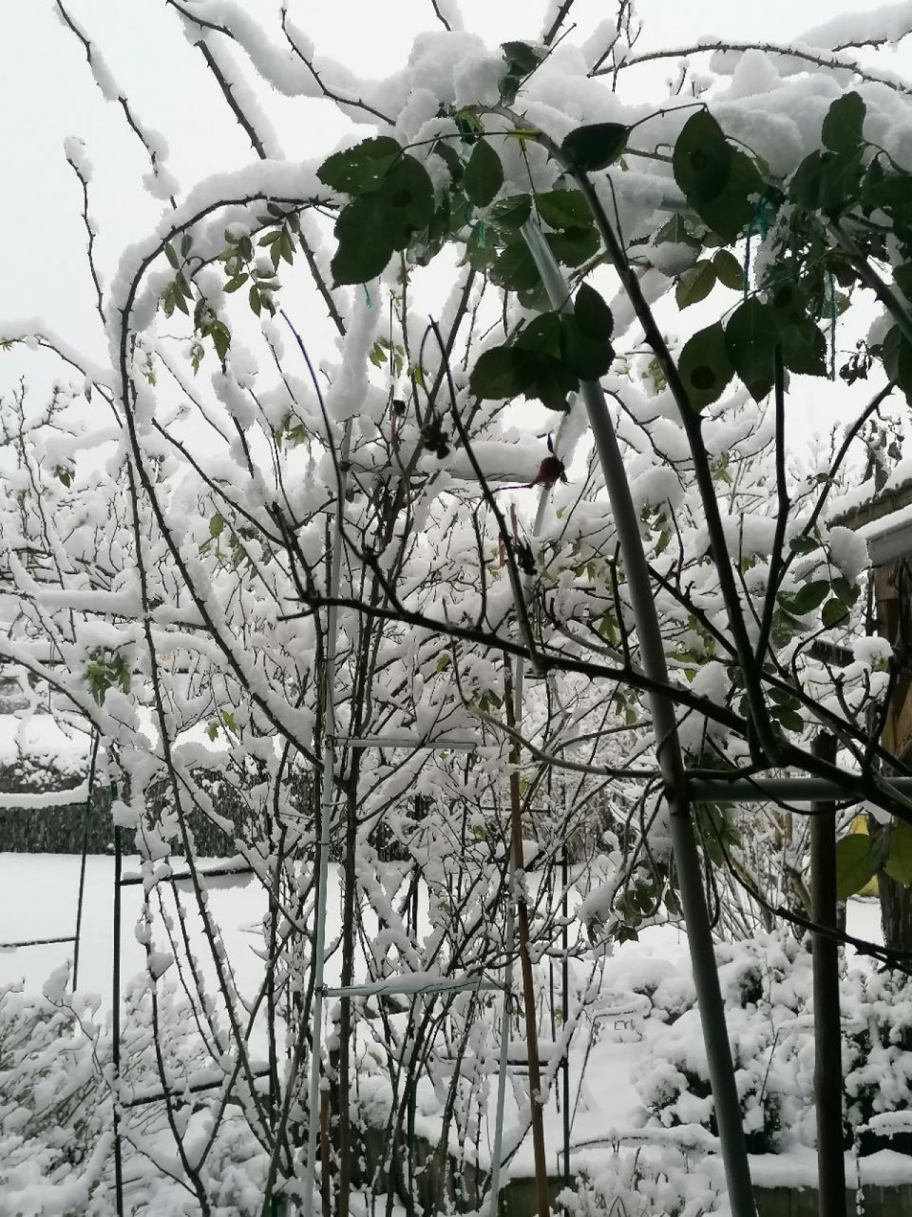 Schneefall in Naturkalender App spotted by Brigitte Ratzenbeck on 06.01.2021