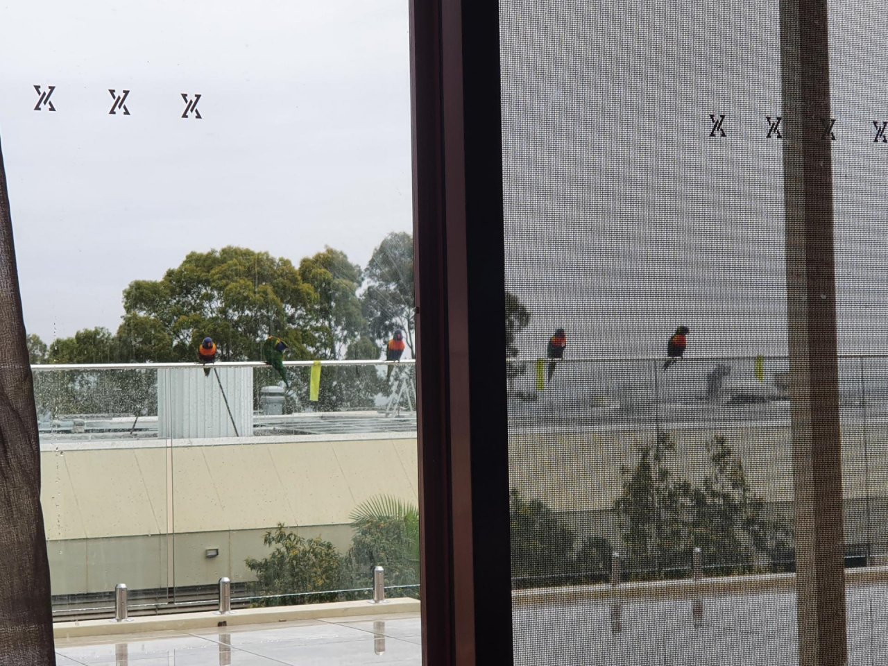 Other bird in Big City Birds App spotted by Leopeng on 14.12.2020