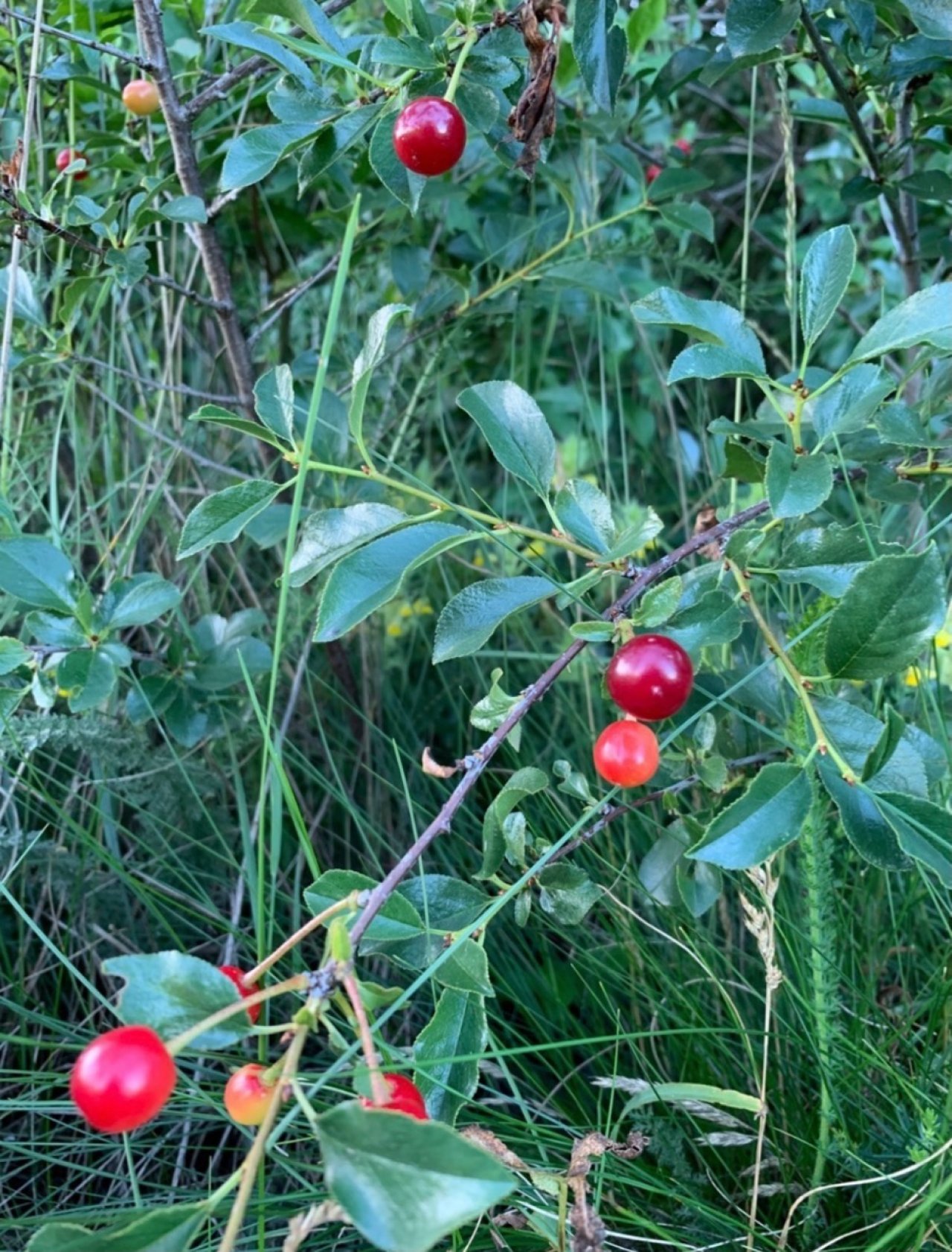 Eine andere Strauchart in Naturkalender App spotted by Franz on 24.06.2020