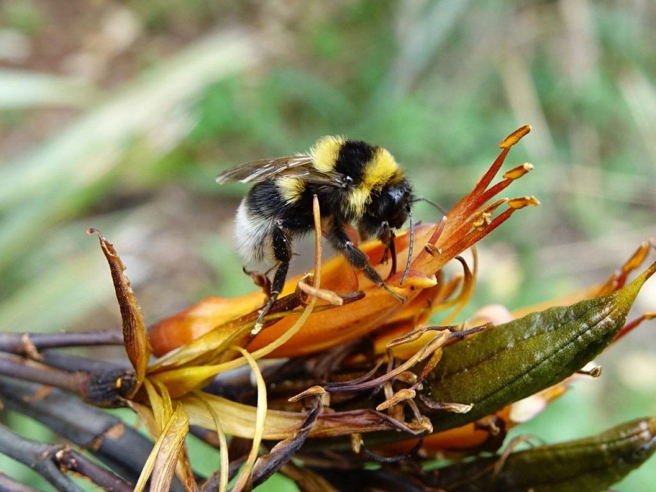 Large garden bumblebee