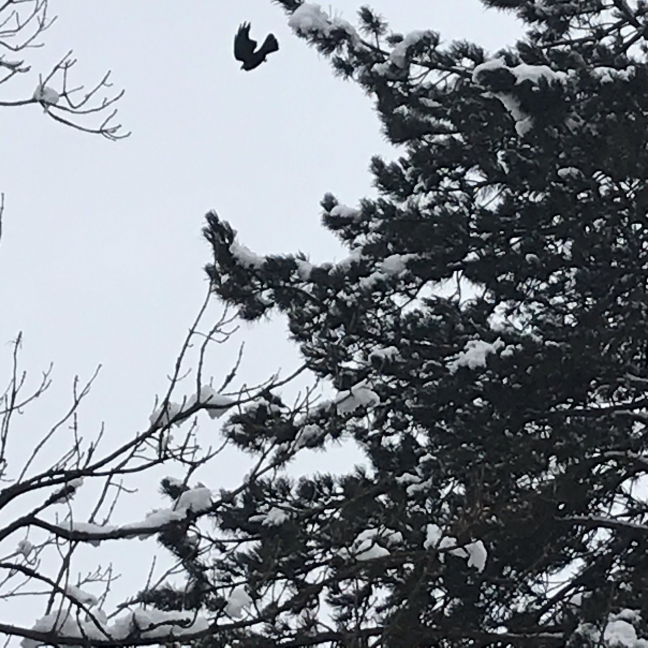 Carrion Crow in KraMobil App spotted by Maleit on 12.01.2021