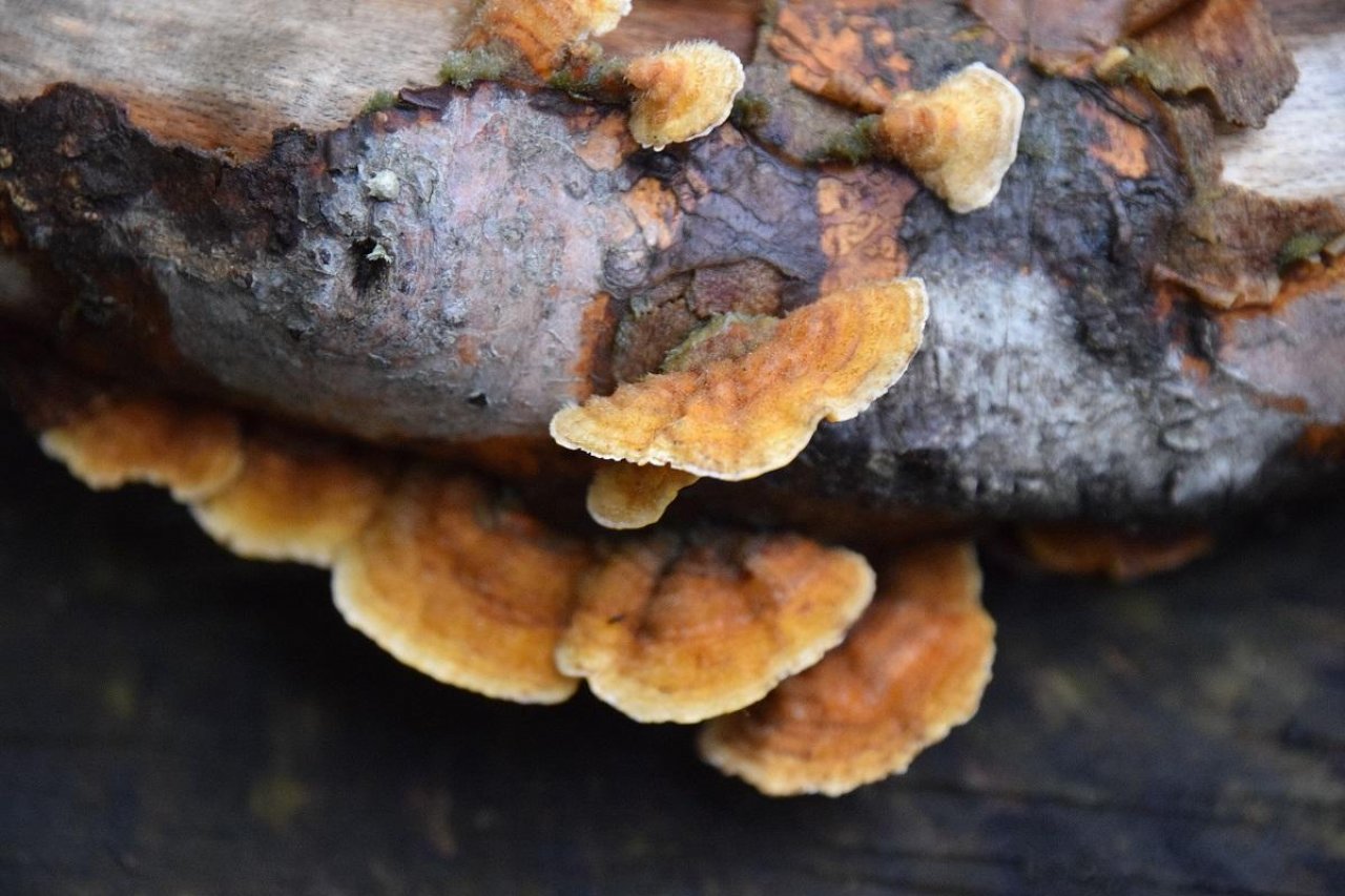 Zottiger Schichtpilz in Pilzfinder App spotted by Markus Sabor on 26.09.2020