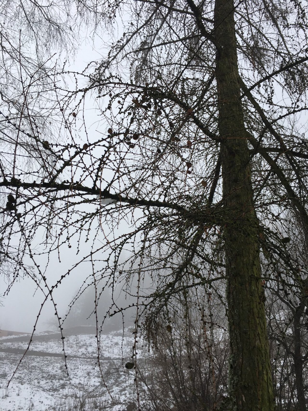 Lärche in Naturkalender Oberösterreich App spotted by Ursula Jahn on 12.12.2020