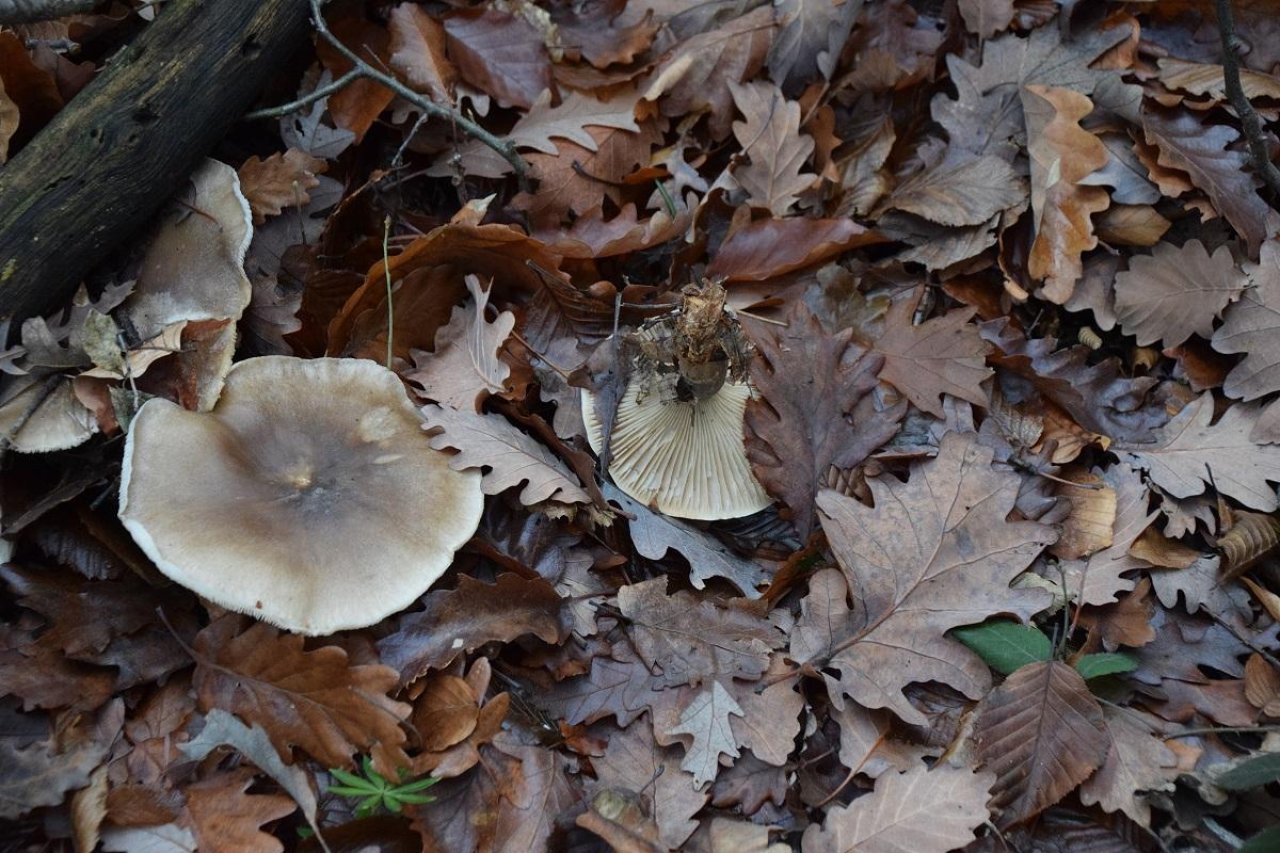 anderer Lamellenpilz (hell) in Pilzfinder App spotted by Markus Sabor on 13.12.2020