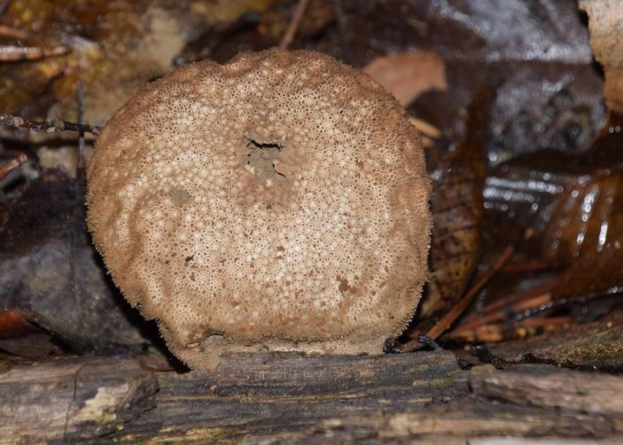 anderer Stäubling / Bovist in Pilzfinder App spotted by Markus Sabor on 13.12.2020