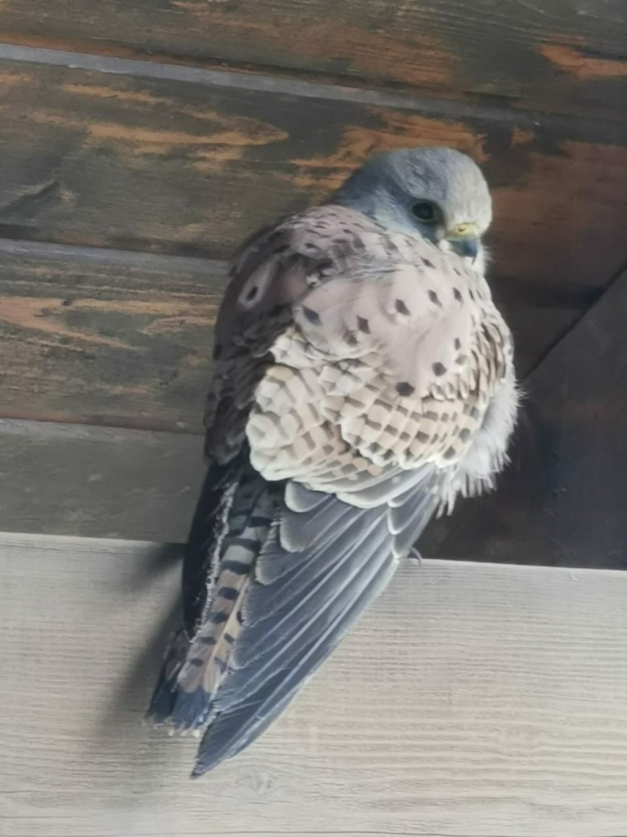 Eine andere Art in Naturkalender Oberösterreich App spotted by Anna Oberauer on 04.01.2021