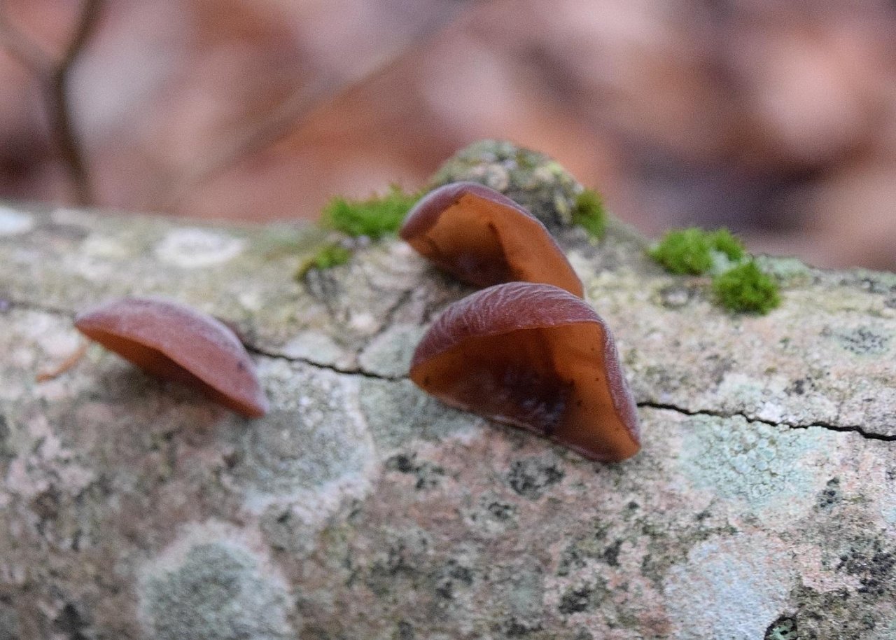 Weitere Formen in Pilzfinder App spotted by Markus Sabor on 13.12.2020