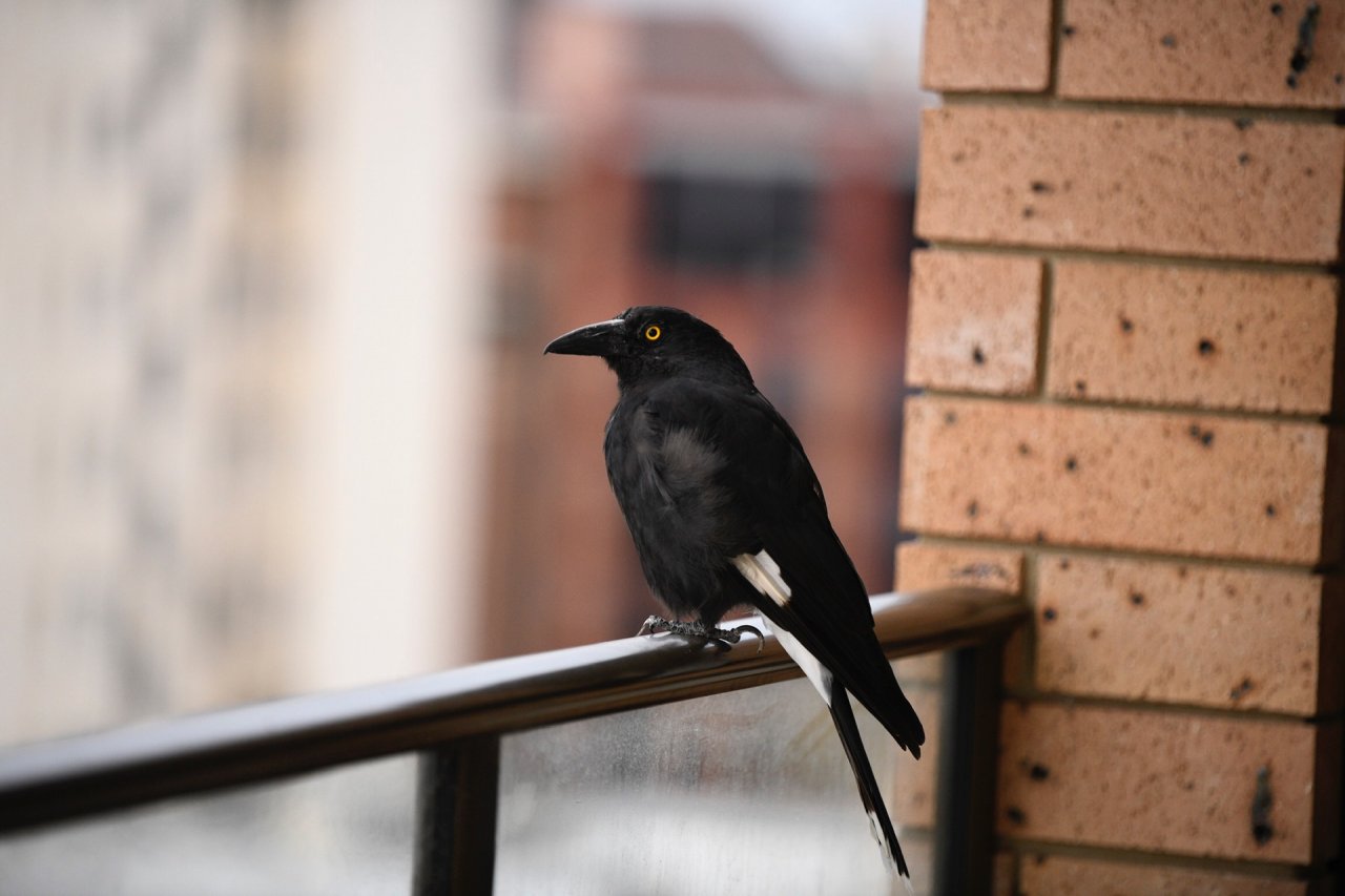 Other bird in Big City Birds App spotted by Philipp on 27.01.2021