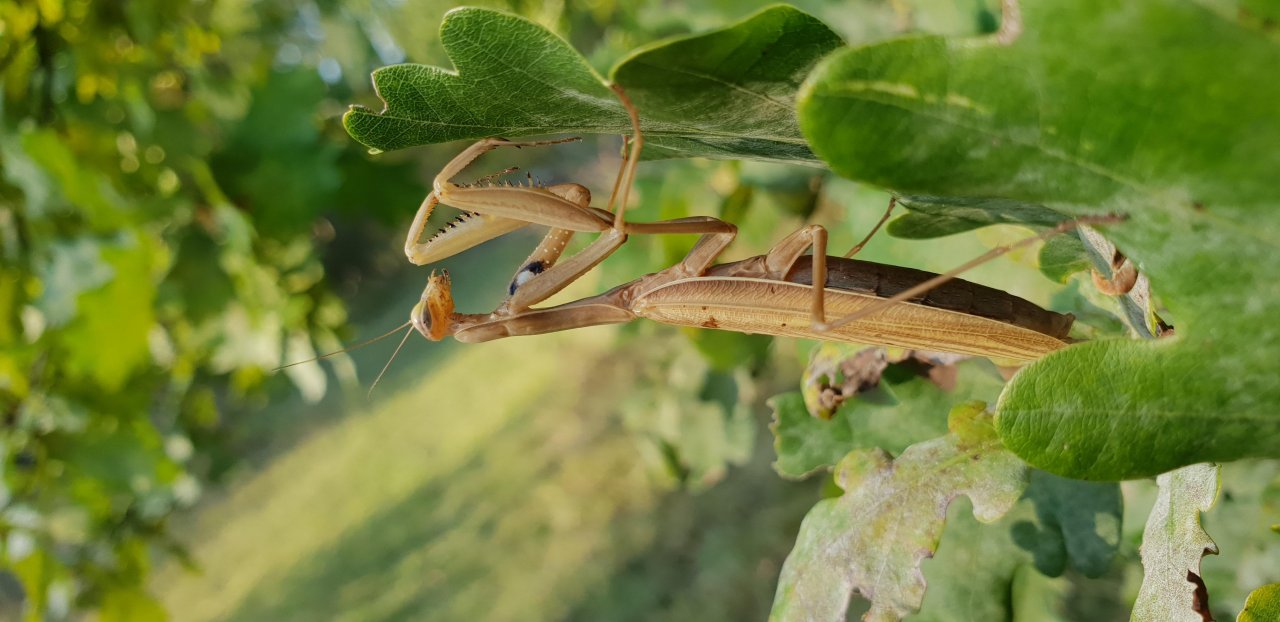 Animals in NatureSpots App spotted by Ka vonSeiten on 07.06.2018