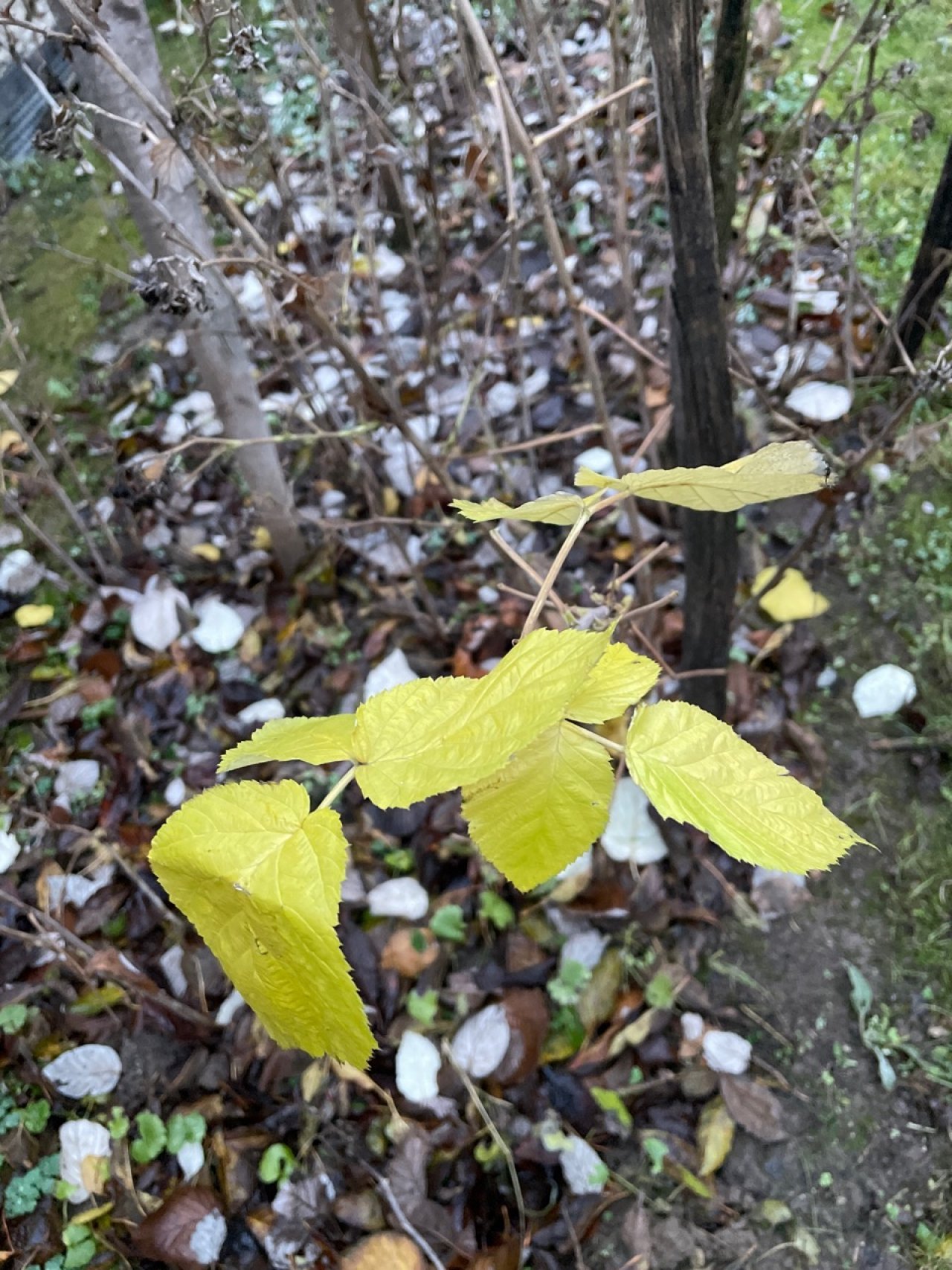 Eine andere Strauchart in Naturkalender App spotted by Franz on 21.12.2020