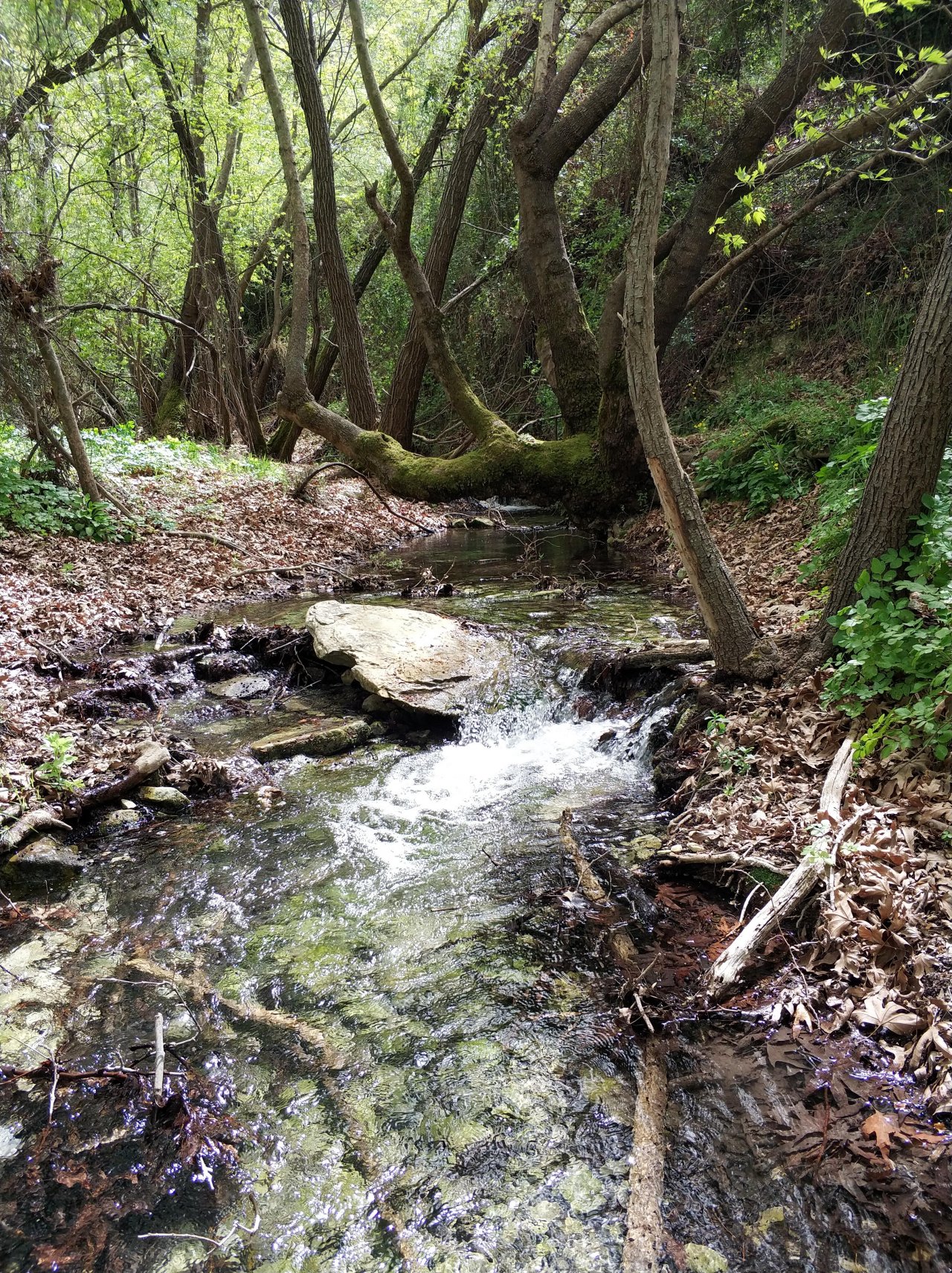 temporary stream in CrowdWater App spotted by Iakovos Tziortzis on 22.03.2018