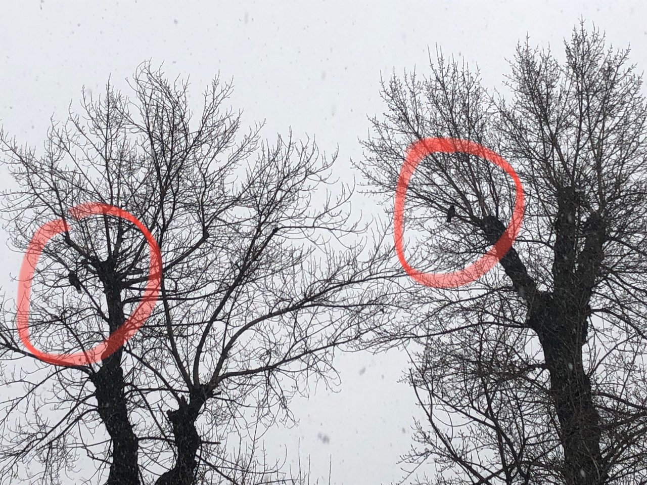 Carrion Crow in KraMobil App spotted by Krarin on 19.01.2021