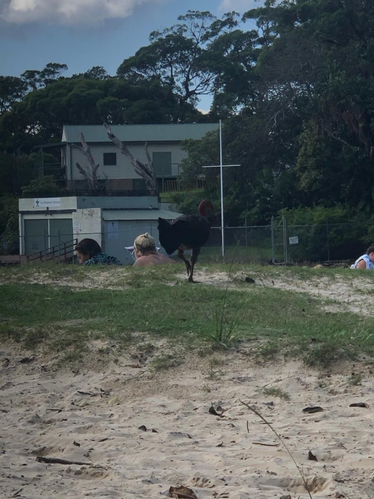 birds in BrushTurkeys App spotted by Martin Johnston on 05.01.2021