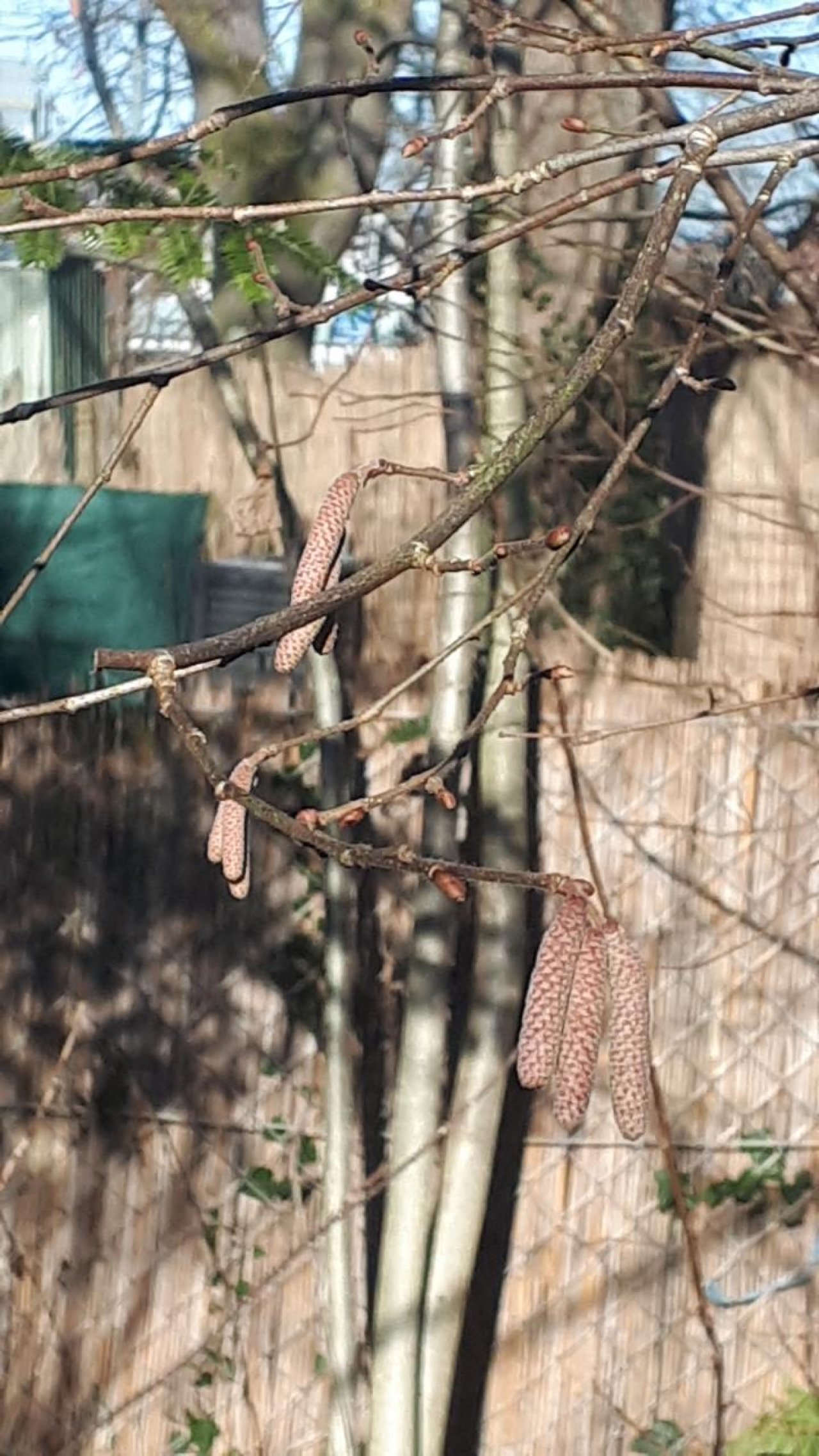 Hasel in Naturkalender Oberösterreich App spotted by Karin Kohlmeise on 27.12.2020
