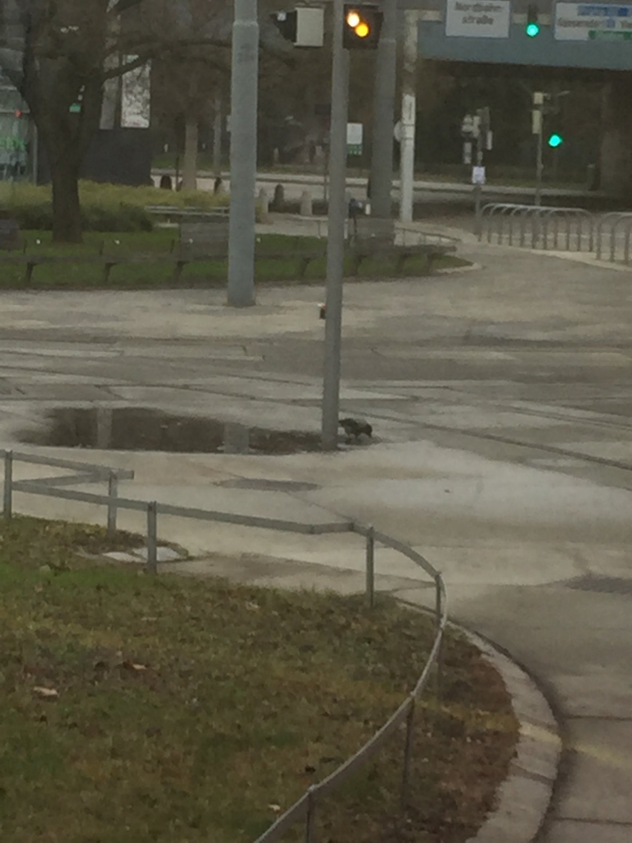Hooded Crow in KraMobil App spotted by Katharina on 21.12.2020