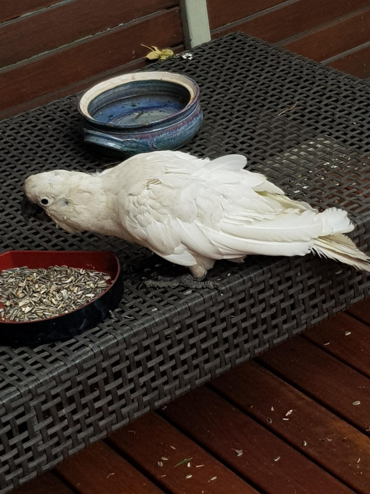 Sulphur-crested Cockatoo in Big City Birds App spotted by Patricia on 14.01.2021