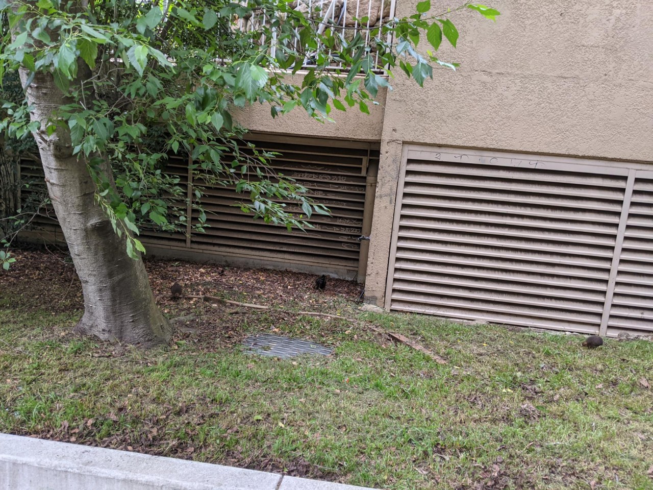 Brush-turkey in Big City Birds App spotted by perkyparrot on 11.12.2020