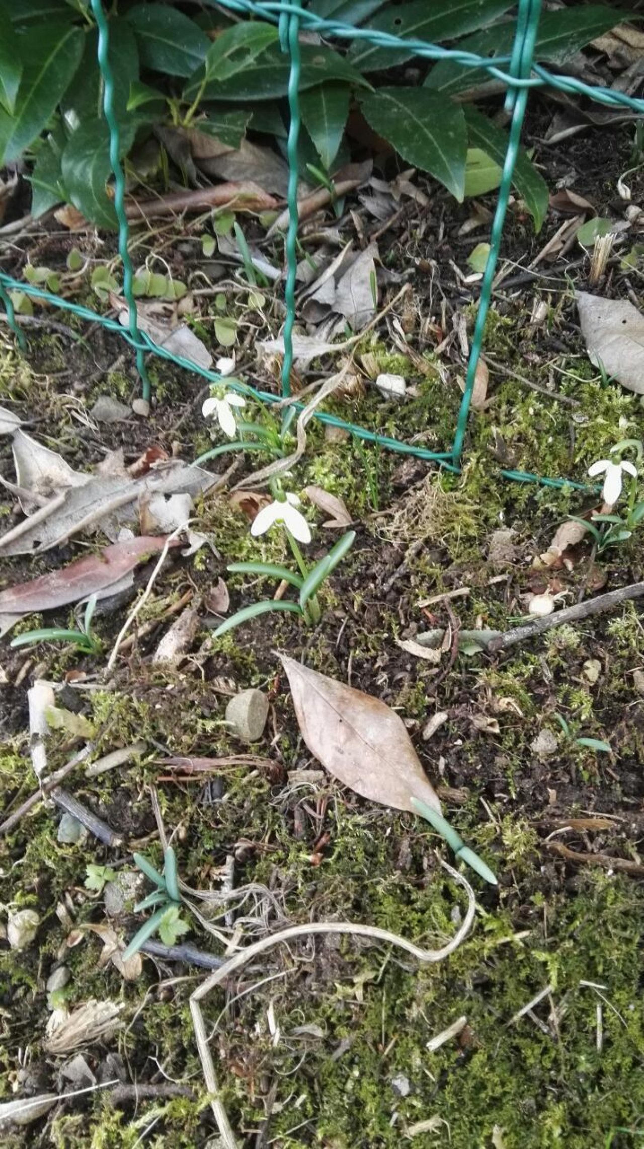 Kleines Schneegloeckchen in Naturkalender App spotted by whellmut on 18.02.2021