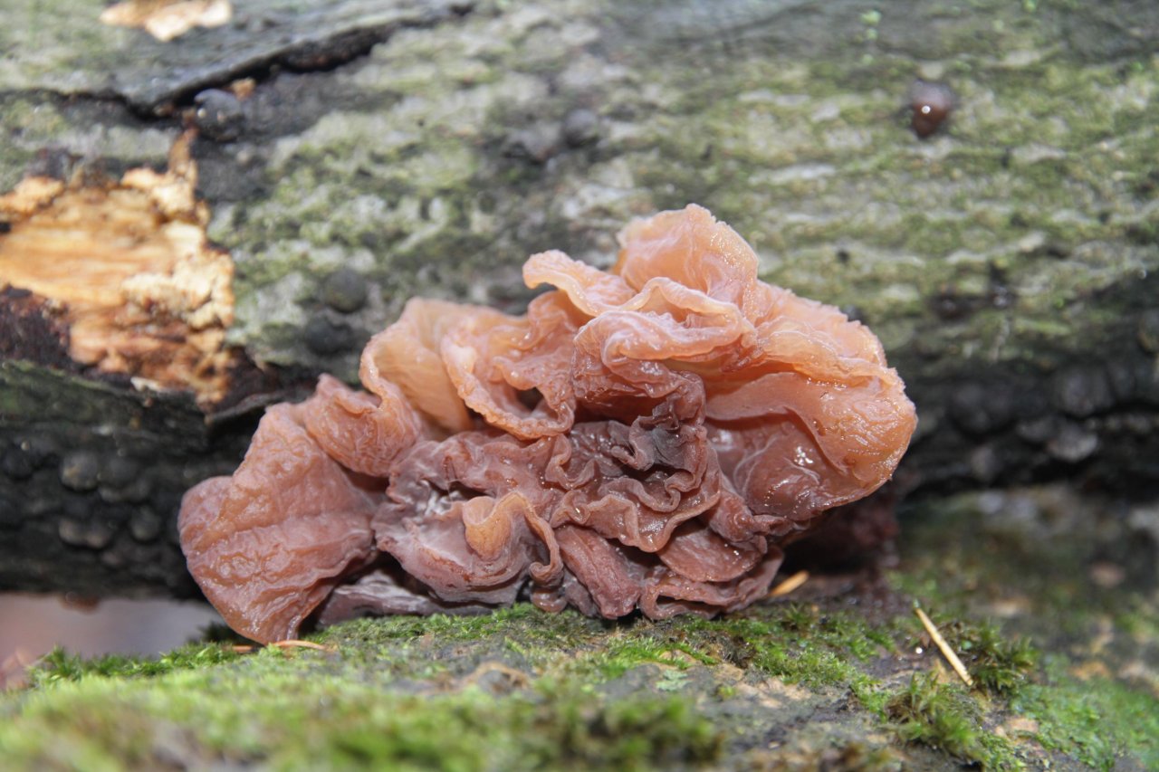 Andere Art in Pilzfinder App spotted by Helmling on 11.12.2020