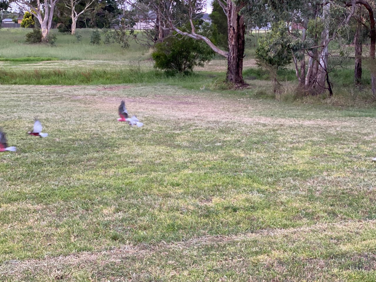 Other bird in Big City Birds App spotted by Sara Baillie on 12.12.2020