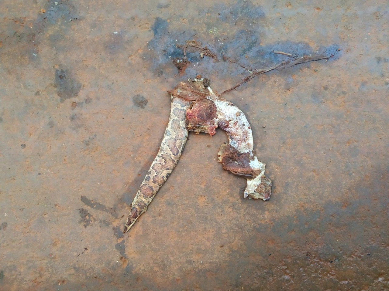 Schlange in Roadkill App spotted by Nikhil17 on 04.01.2021