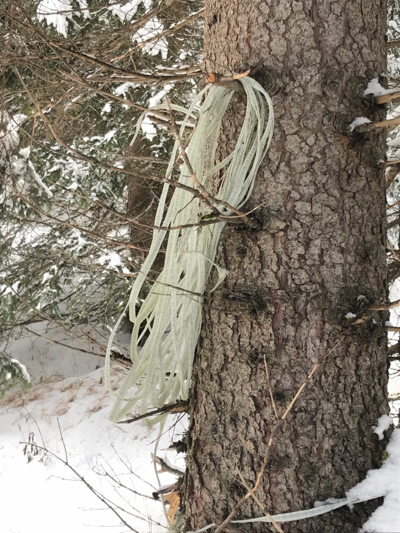 litter in DRECKSPOTZ | GLOBAL 2000 App spotted by Baumi21 on 13.12.2020