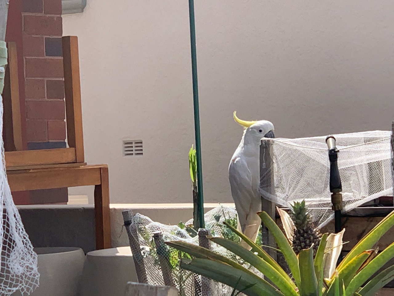 Sulphur-crested Cockatoo in Big City Birds App spotted by John Martin on 13.12.2020