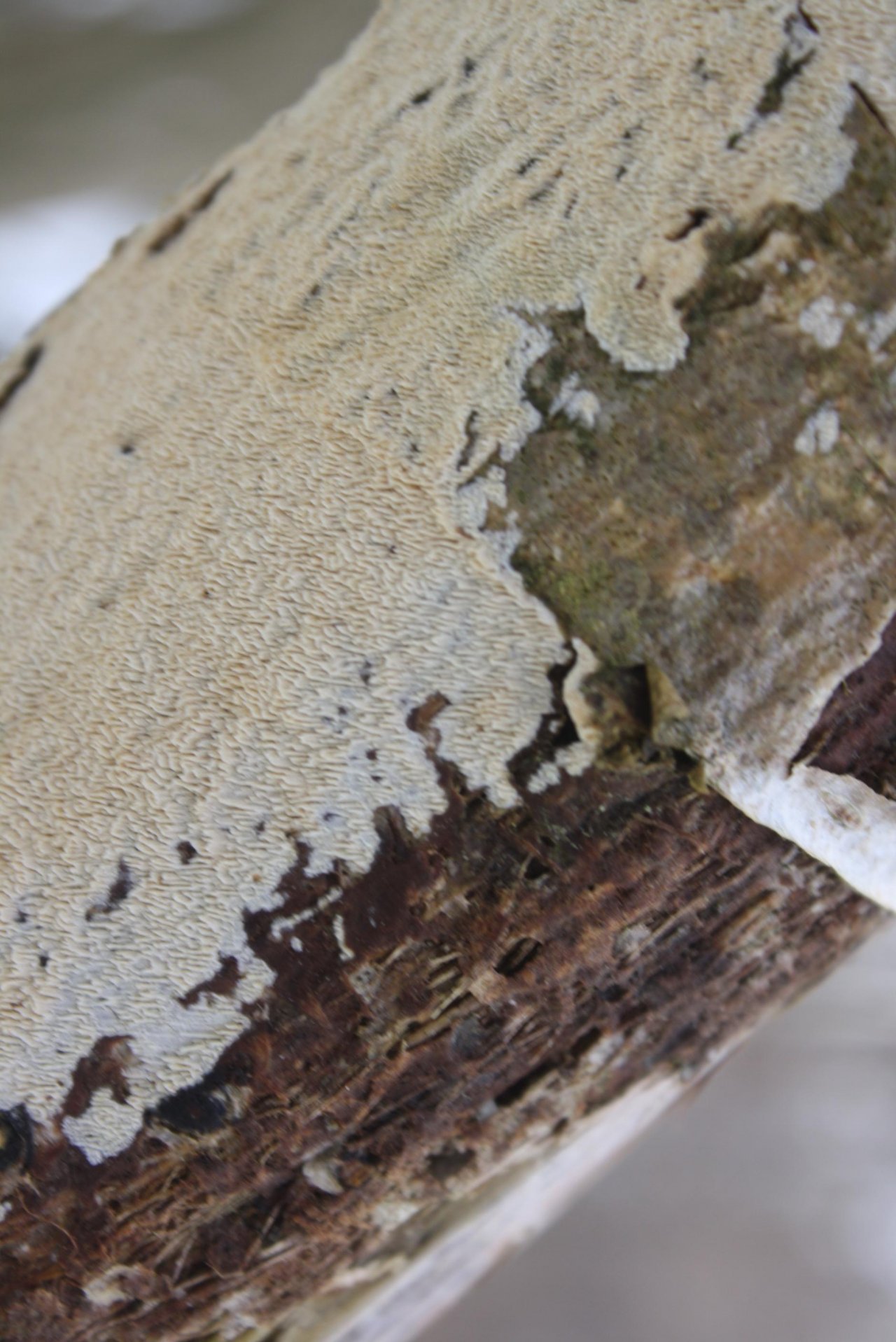 Andere Art in Pilzfinder App spotted by Treitner on 23.01.2021