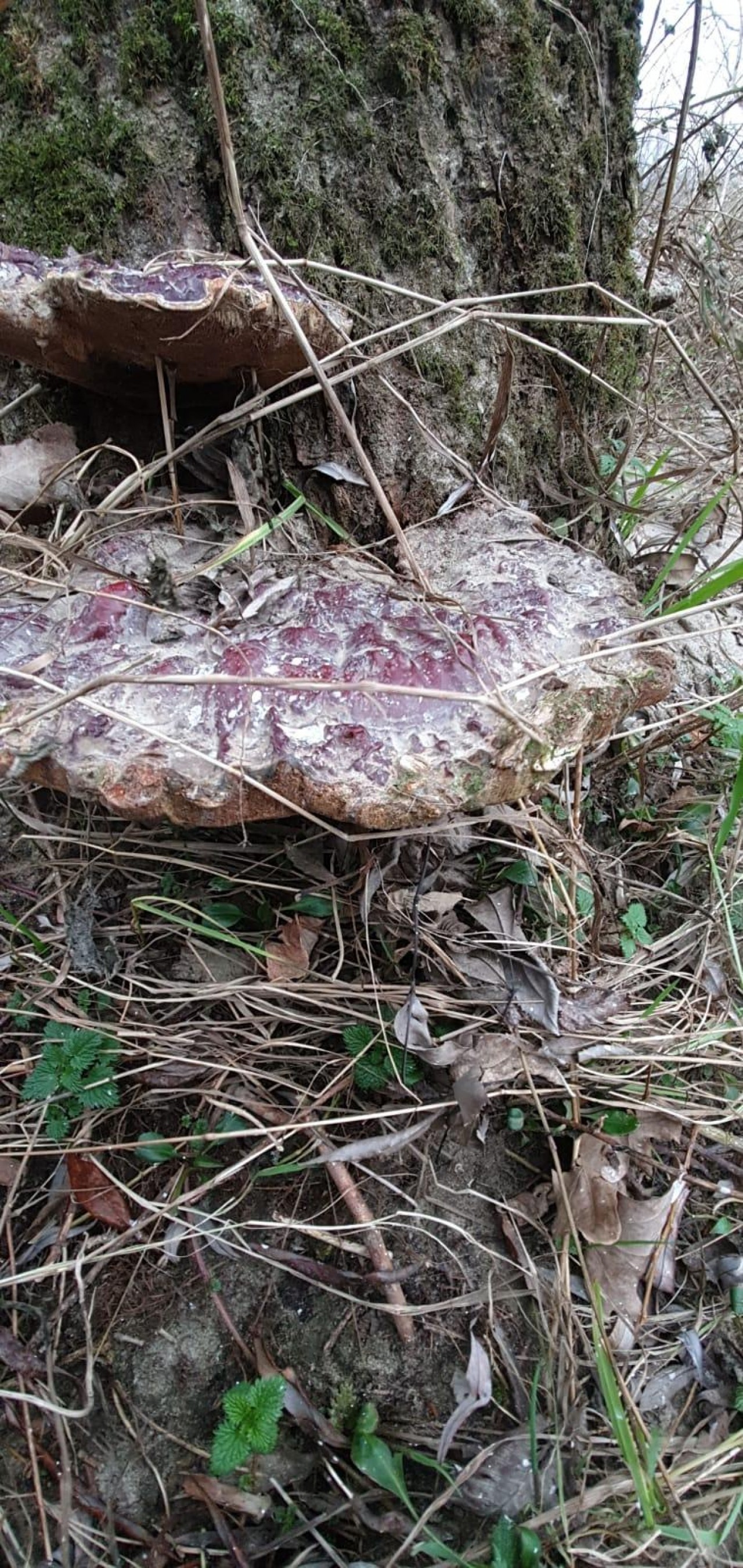 Riesiger Fruchtkörper dabei - über 40 cm breit! | Pilzfinder App | 