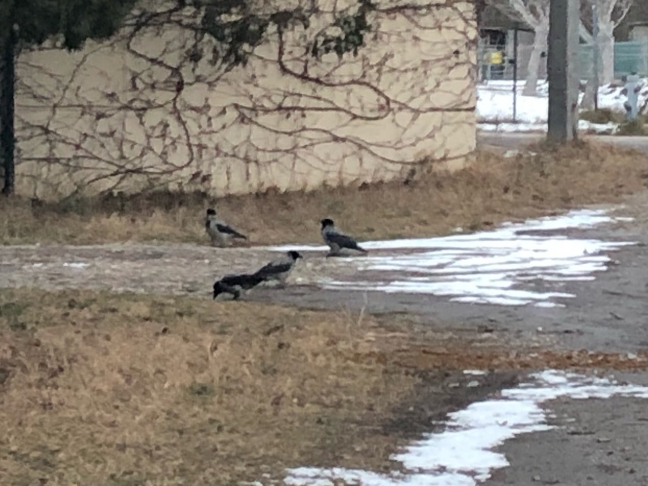 Hooded Crow in KraMobil App spotted by Krarin on 19.01.2021