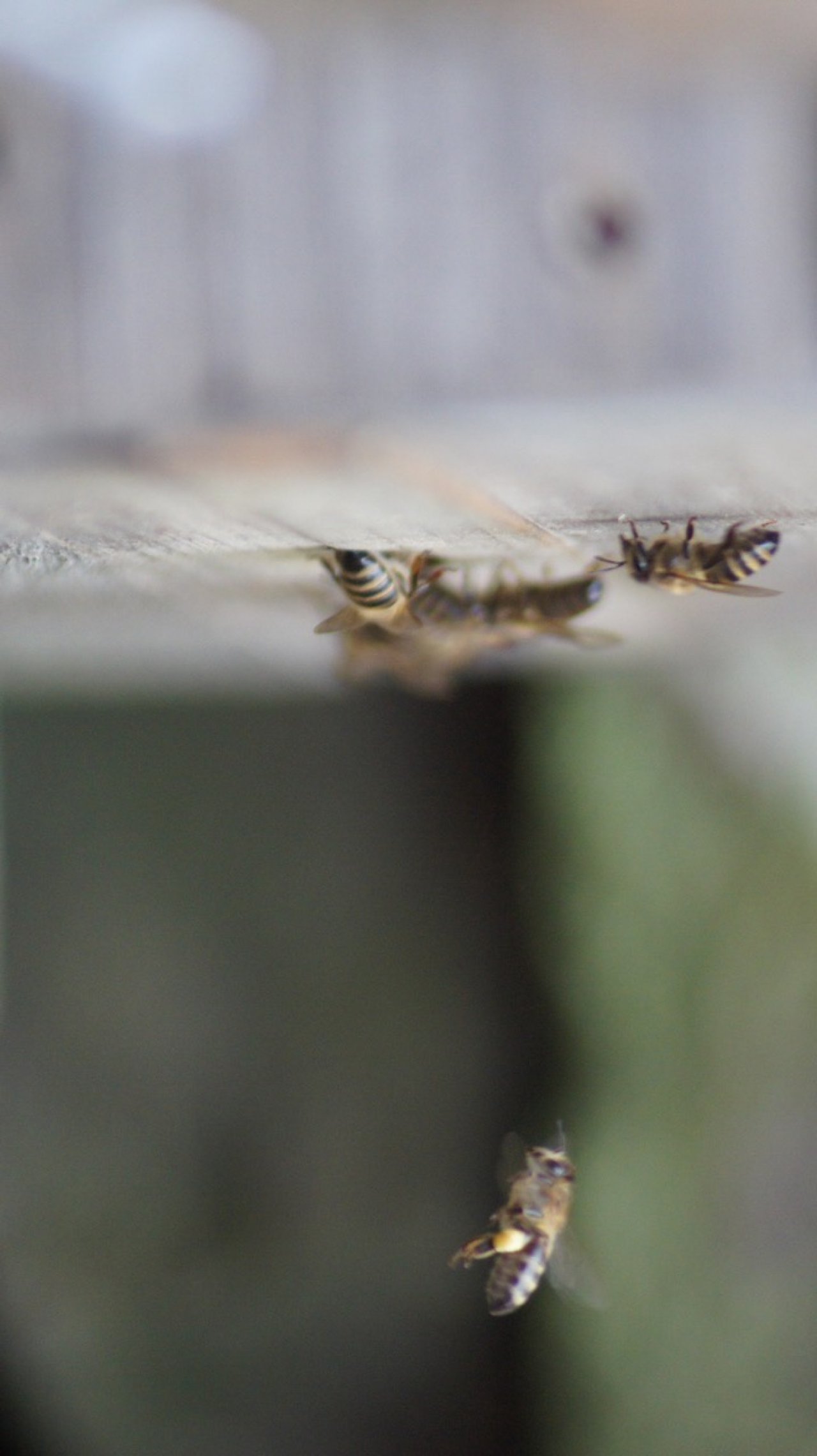 Biene Sammelflug in Naturkalender App spotted by Pugzopf on 25.02.2021