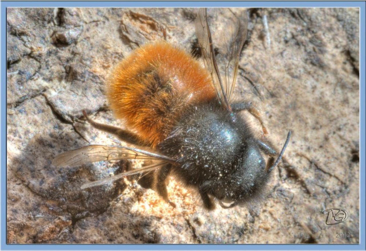 Unsure in Spot-a-Bee App spotted by Danny VG on 26.03.2013