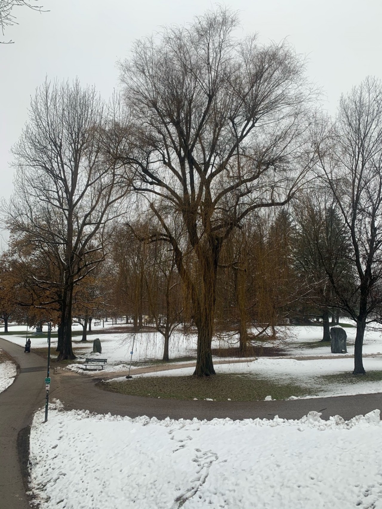 Eine andere Baumart in Naturkalender App spotted by Franz on 10.12.2020