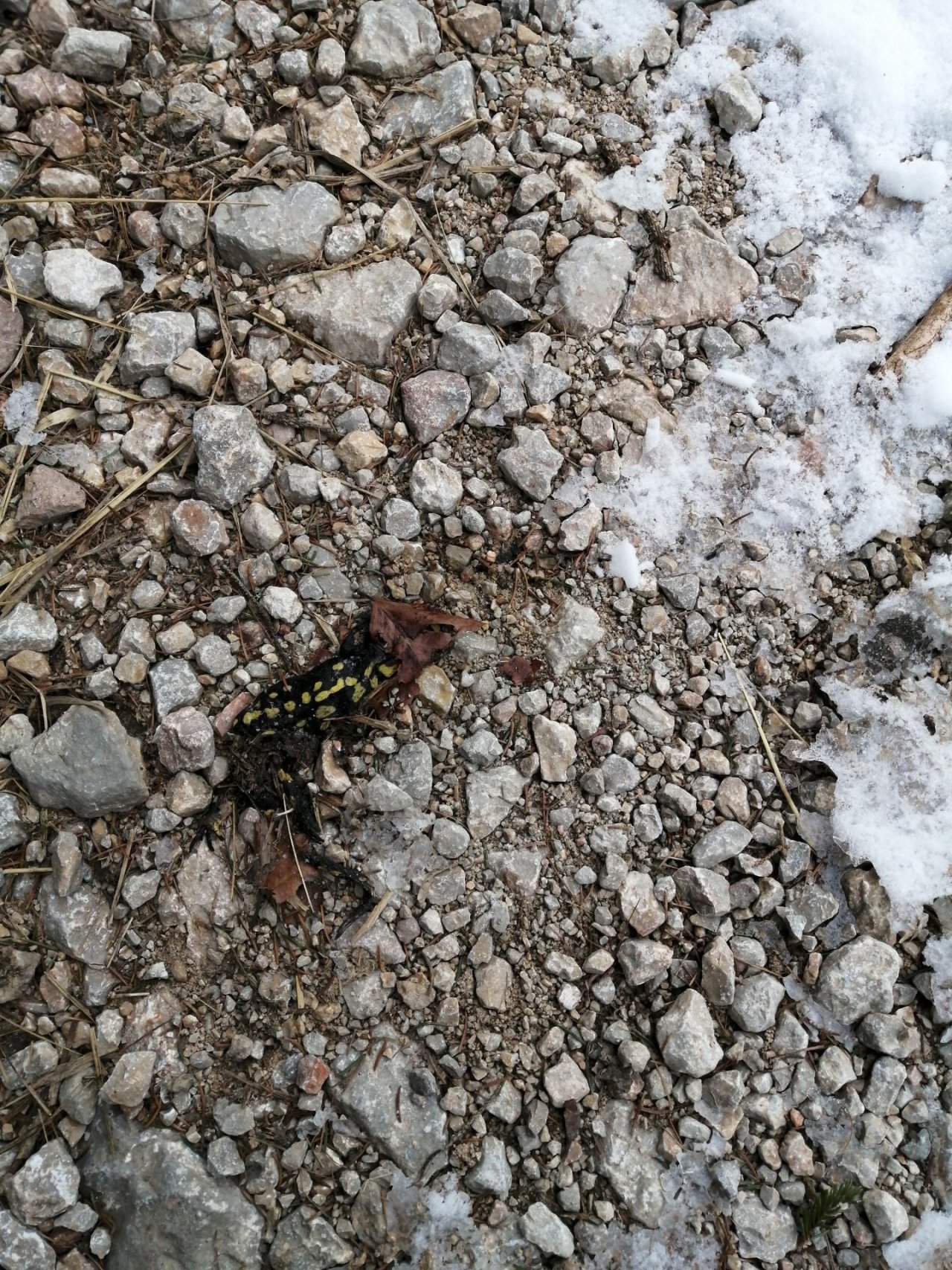 Feuersalamander in Roadkill App spotted by Florian on 09.01.2021